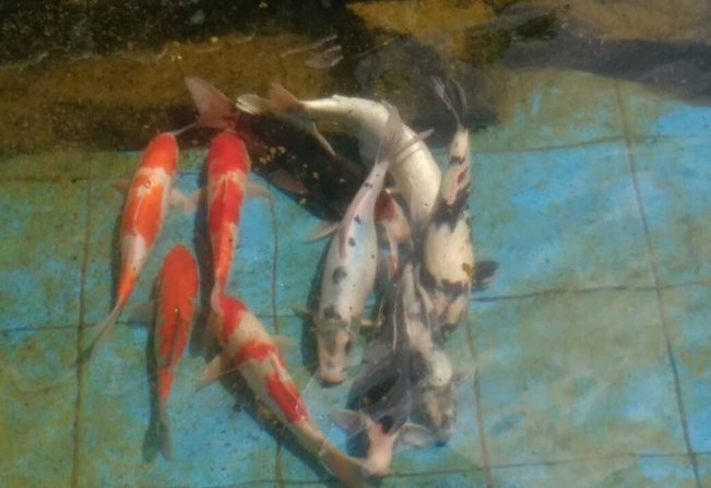 Taiúva  praça 9 de julho volta s tradies!