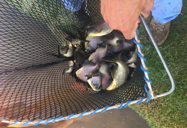 Taiúva  lago 1, recebe peixes!